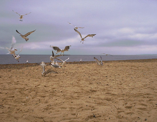 More seagulls